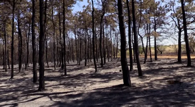 Несколько десятков гектаров леса горело под столицей Крыма