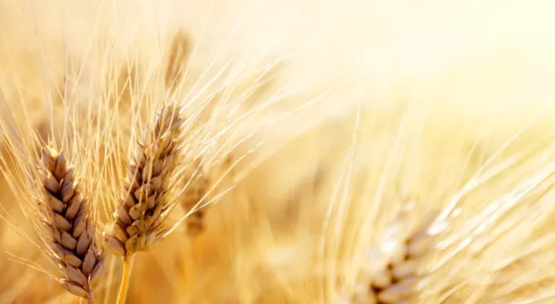 Крым может установить новый рекорд урожая зерновых культур