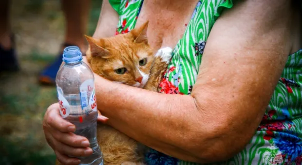В Севастополе спасли от пожара людей и рыжего кота