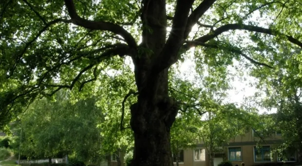 Самое знаменитое дерево Севастополя поразили вредители 