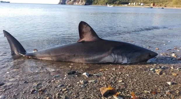 Очевидцы спасли огромную акулу, которую выбросило на берег бухты