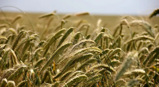 Болгарские фермеры стали «террористами» из-за украинского зерна