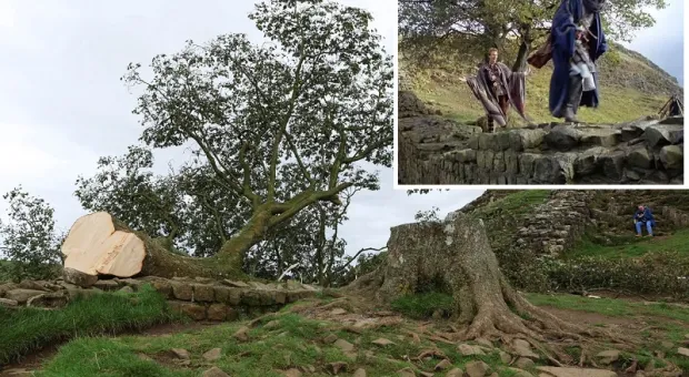 В Великобритании спилили дерево Робин Гуда