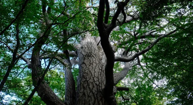 В Крыму неожиданно нашли ещё одно дерево старше тысячи лет 