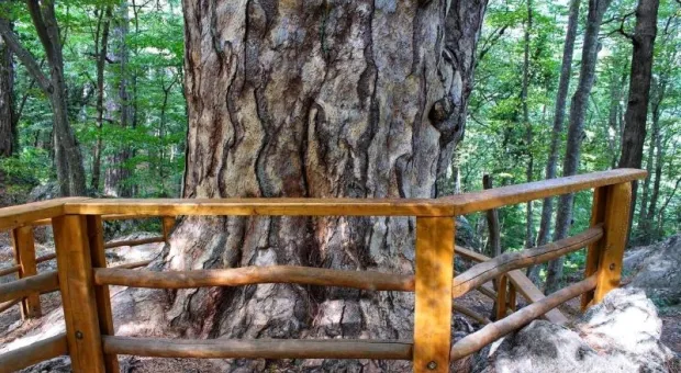 Ошибка в расчётах состарила крымское дерево на 900 лет