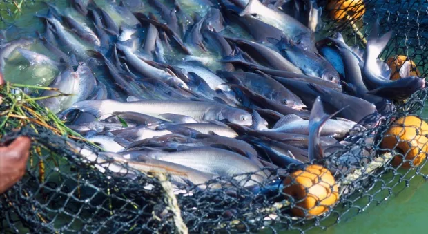 В Японии оценили запрет России на импорт рыбы