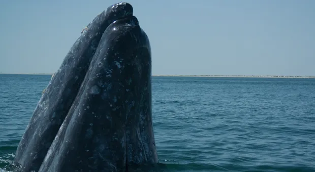 Раскрыта возможная причина массовой гибели серых китов