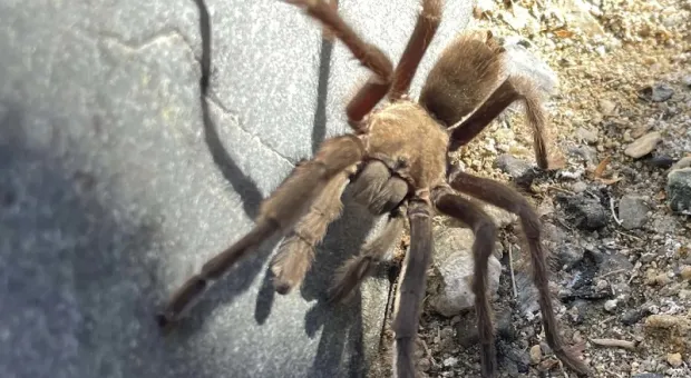 В Долине Смерти гигантский паук стал причиной ДТП
