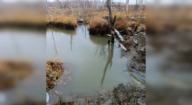 В России бобры изменили русло реки, обесточили сёла и утопили технику
