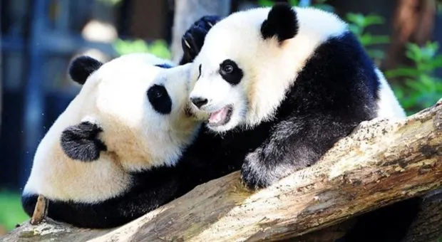Панды раздора: как зверушки участвуют в китайской дипломатии