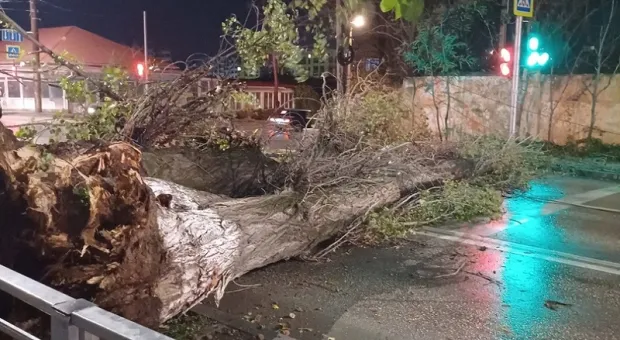 В Севастополе сильный ветер повалил деревья и оборвал провода 