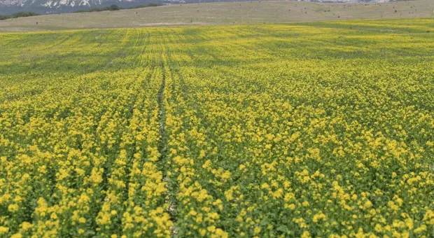 Севастопольские сельхозземли ждет инвентаризация