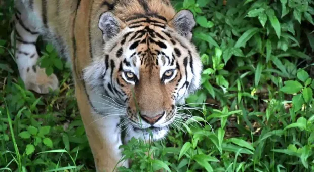 А был ли тигр? В Крыму прокомментировали поиски опасного дикого зверя