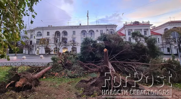 Какие деревья и почему стали жертвами урагана в Севастополе