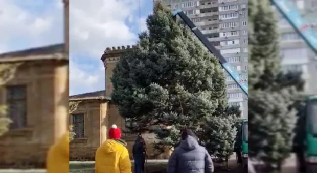Жители Крыма пытаются спасти упавшие в ураган деревья от распила