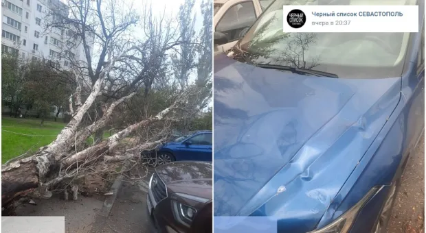 В Севастополе коммунальщики уронили дерево на автомобиль