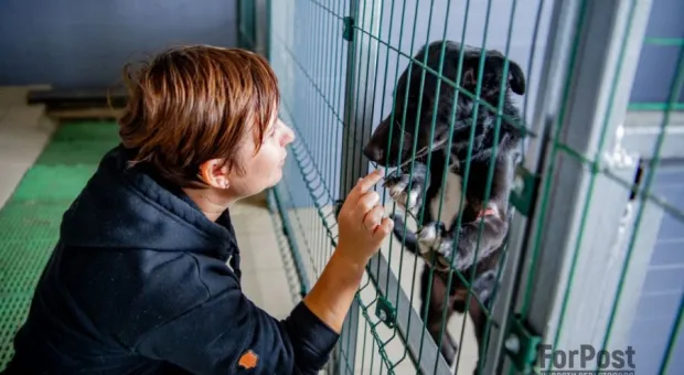 Более 80 бездомных собак ждут лучшей жизни в Севастополе