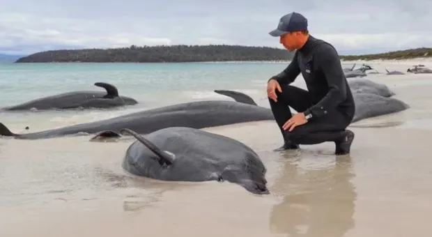На пляже нашли более 30 мёртвых чёрных дельфинов