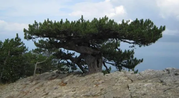 Необычный «самолёт» на крымской вершине вошёл в список самых старых деревьев