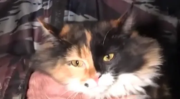 Кошка Страшила спасла жителей целого подъезда от смерти во сне