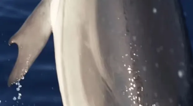 В море встретили дельфина с плавниками-клешнями