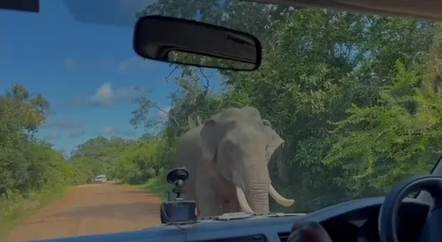 Нападение слонихи на семью в автомобиле попало на видео