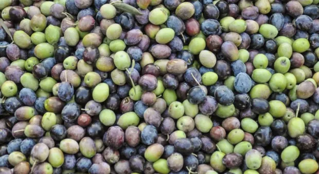 Почему оливки — самый коварный деликатес зимнего Крыма