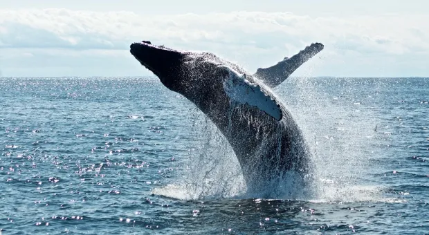 Учёные на китах отрабатывают способ общения с инопланетянами