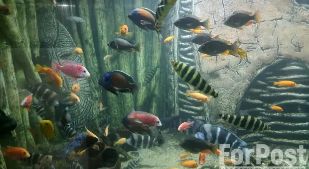 Вся правда о шторме и восстановлении Севастопольского аквариума 