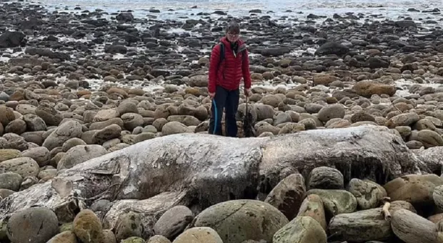 На берег вынесло безликое морское существо