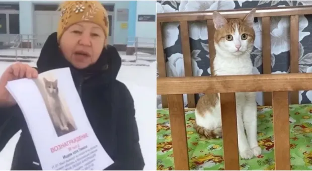 Почему история погибшего кота Твикса всколыхнула всю Россию