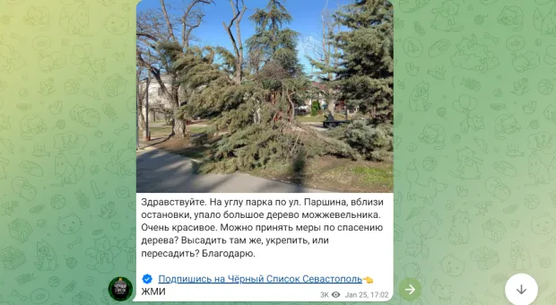В Севастополе деревья падают и без урагана
