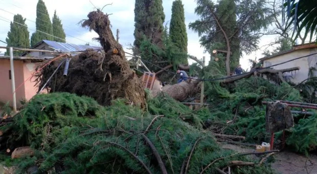 Из-за ветра на Южном берегу Крыма рухнул 250-летний кедр 