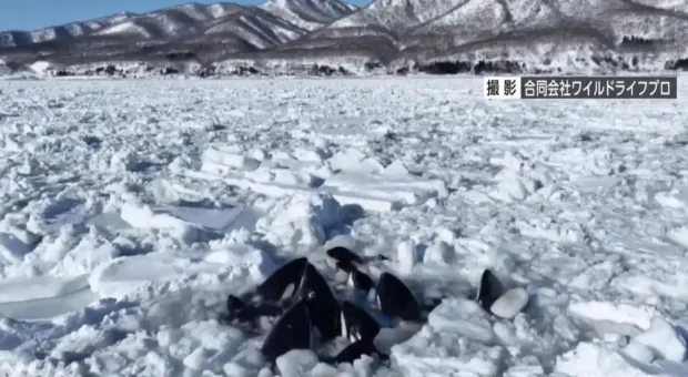 Россия предложила Японии помощь в спасении застрявших во льдах косаток