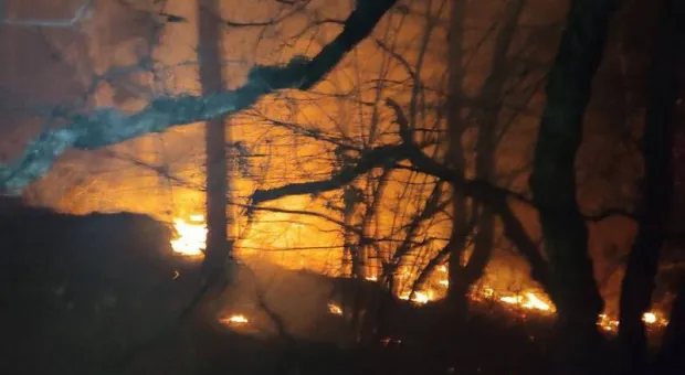 Почему мог загореться крымский лес над Ялтой после обильных дождей