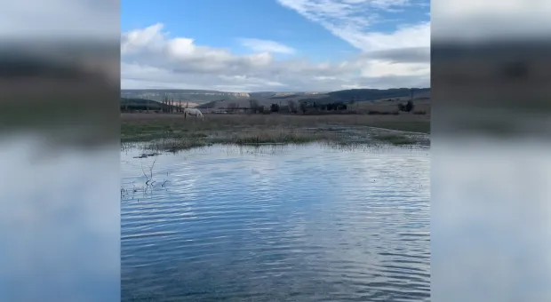 В Сахарной Головке под Севастополем грунтовые воды затапливают ферму с животными