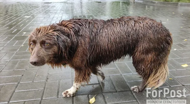 Почему спасать бездомных собак Севастополя может не каждый?