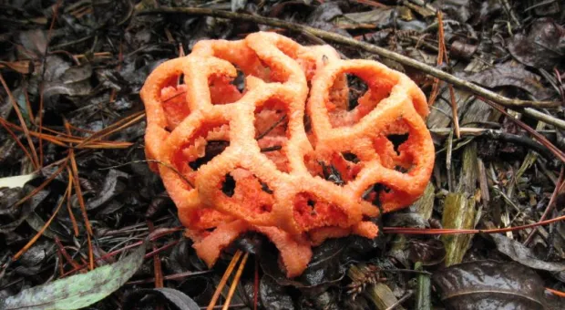 Почему крымчанам не стоит бояться «сочинских ядовитых» грибов