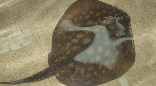 Учёные разобрались в тайне непорочного зачатия у одинокой обитательницы аквариума