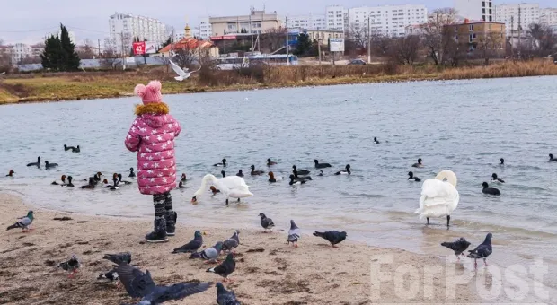 Жители Севастополя переживают за зимующих в Омеге лебедей 