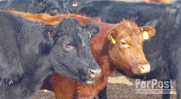Как в Крыму выращивают коров на мраморную говядину