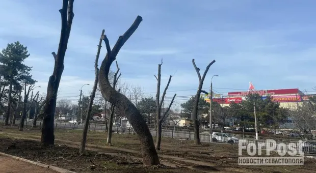Обрезка деревьев в крымском парке заинтересовала прокуратуру