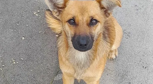 В Севастополе зверски убили бездомную собаку 