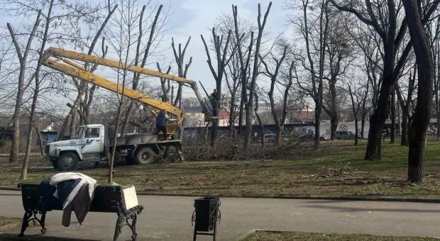Прокуратура выявила нарушения при обрезке деревьев в Крыму