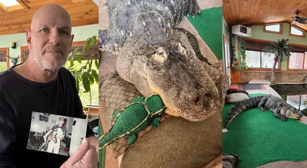 У мужчины отняли 3,5-метрового аллигатора, которого он считает большим ребёнком