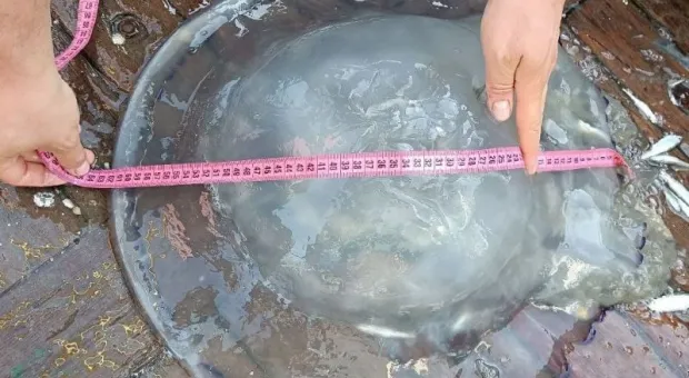 Крымские учёные научились солить медуз и превращать их в пасту