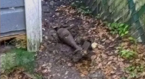 Собака нашла и выкопала бомбу во дворе жилого дома