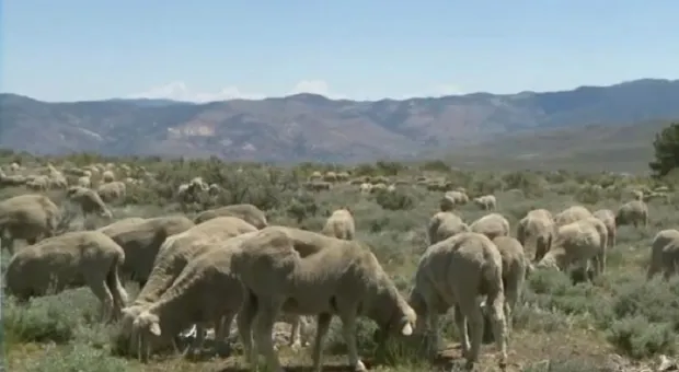 Овцы в Неваде