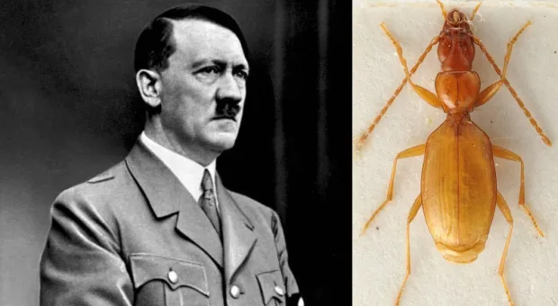 Гитлер и жук, названный в честь него