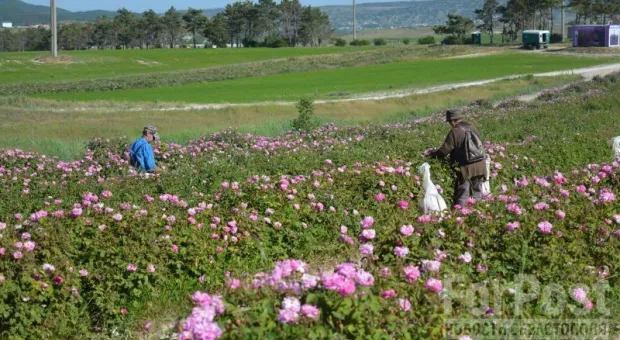 В Крыму выращивают сорта розы «Радуга» и «Лань пионовидная».